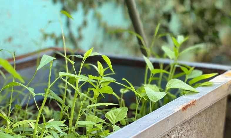 Maceta metálica con plantas en terraza · Bilbao